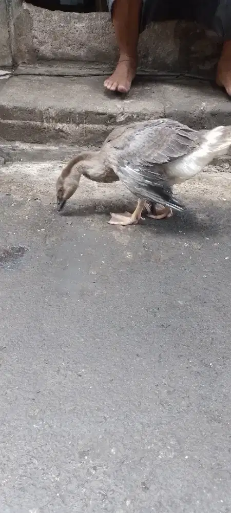 Yo bosku soang nya , calon jumbo