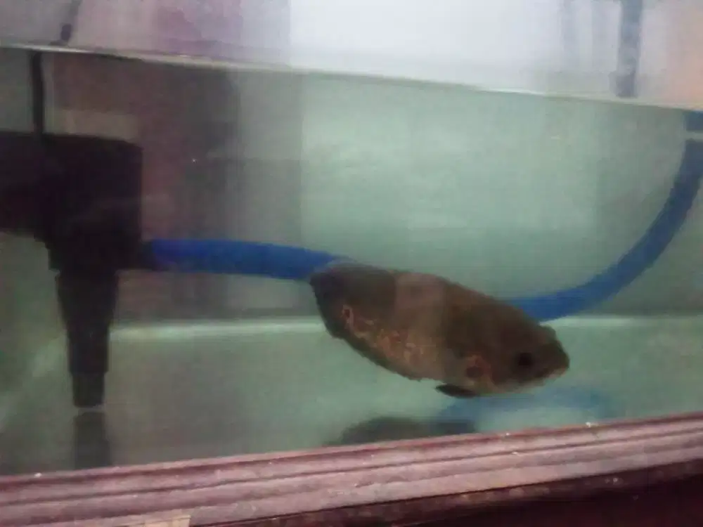 ikan oscar batik kecil