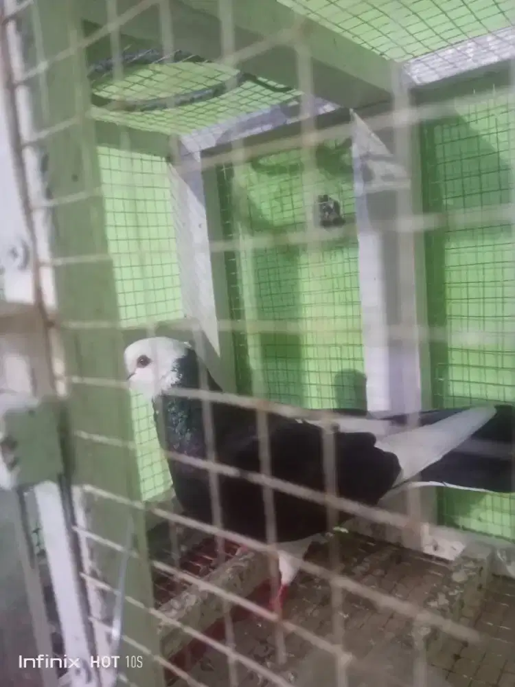 Merpati kolong betina