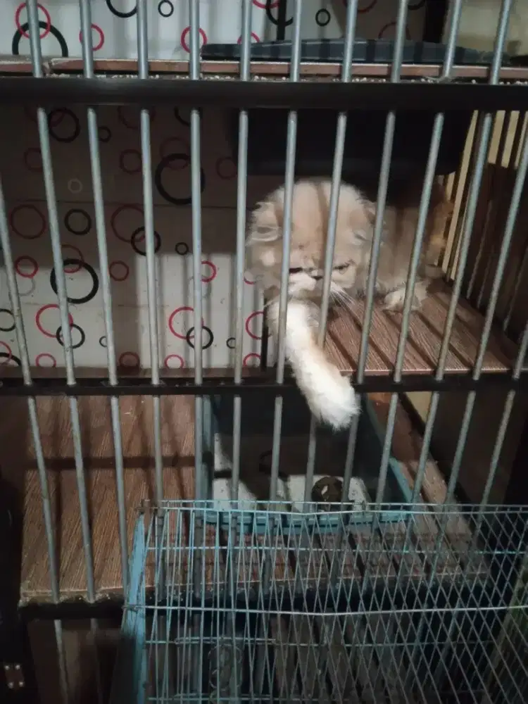 Adop kucing peaknose 2 th