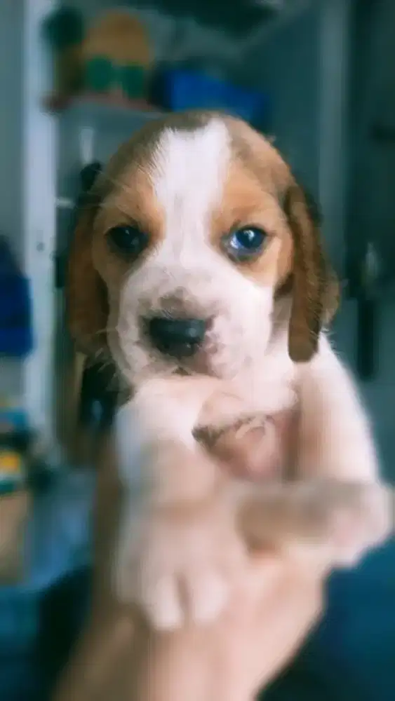 Beagle Jantan Stb Vaksin