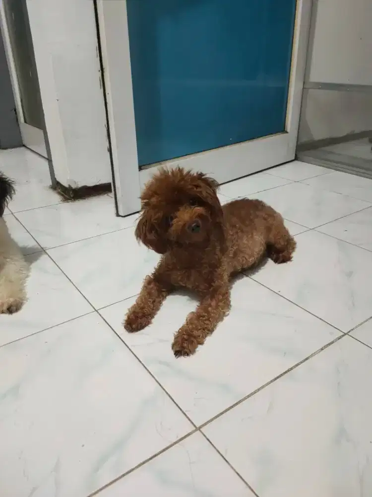 Sale indukan anjing toy poodle