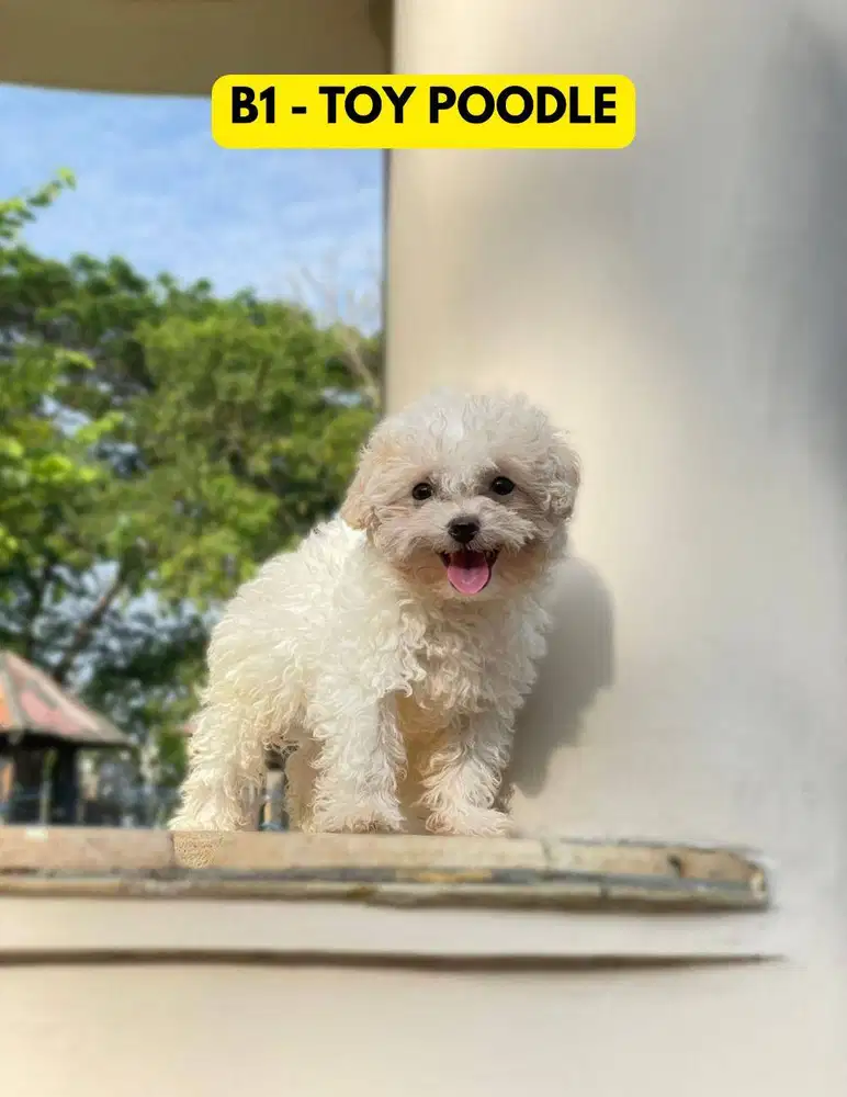 Light Fawn Toy Poodle Betina + Stambum + Vaksin