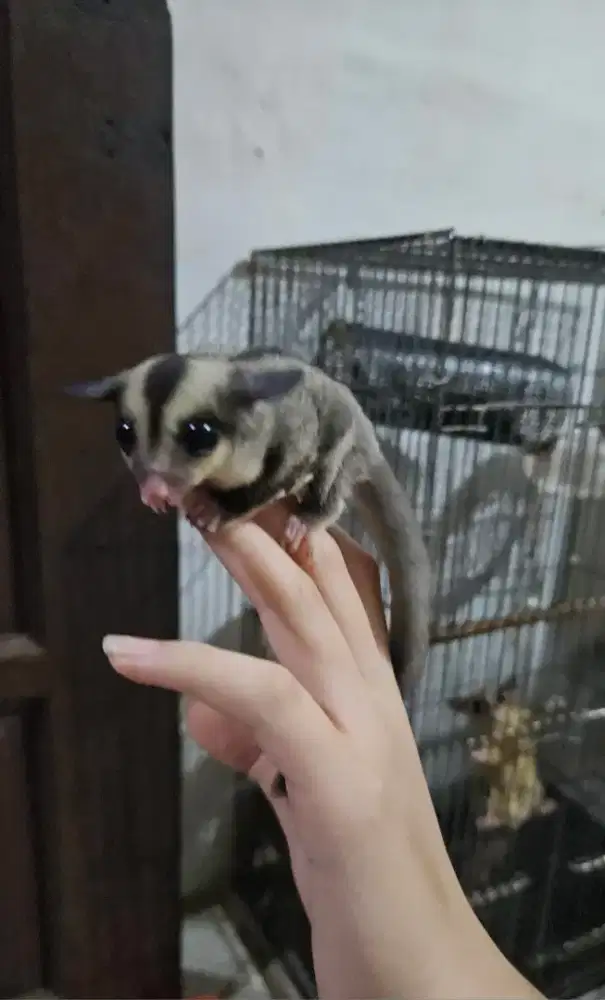 Sugar Glider Joey Grey