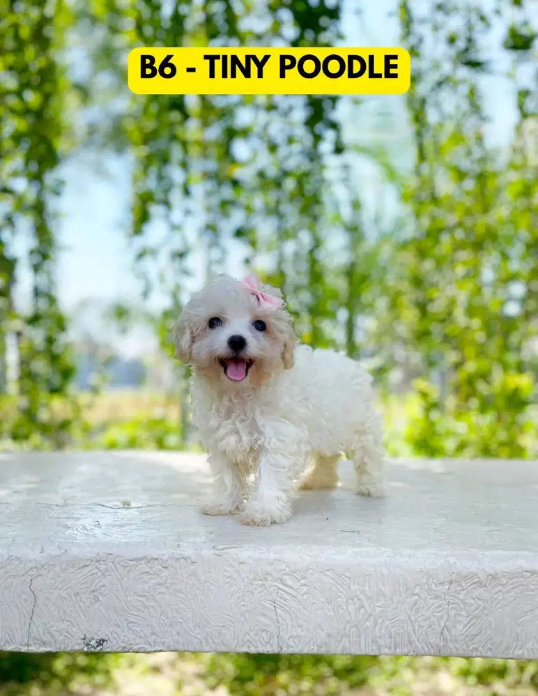 Light Fawn Toy Poodle Betina + Stambum + Vaksin