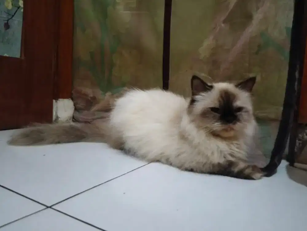 Betina himalaya