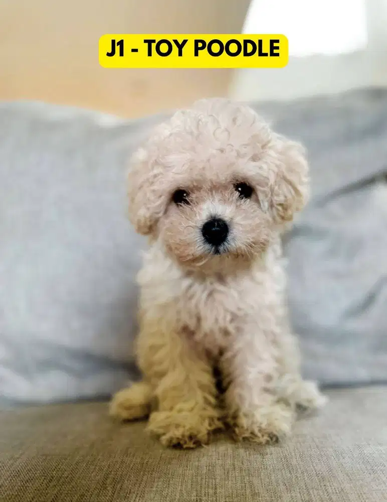 Light Fawn Toy Poodle Jantan + Stambum + Vaksin