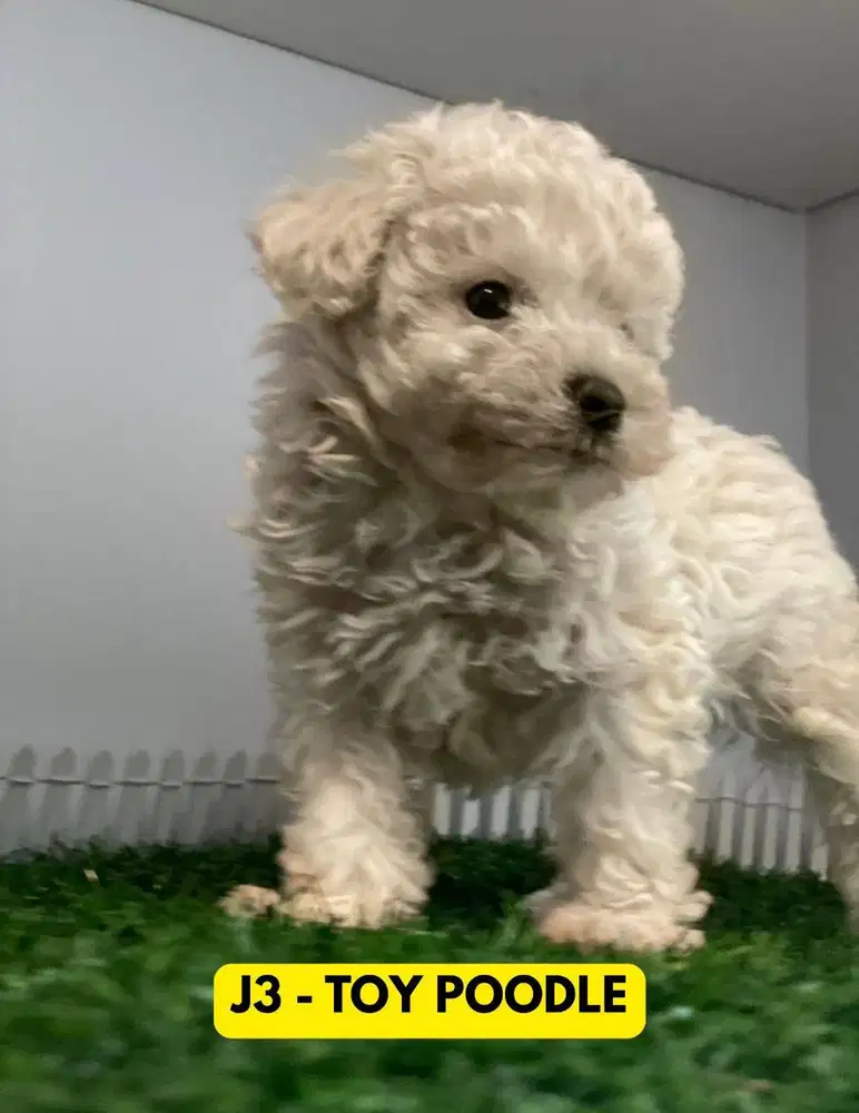 Light Fawn Toy Poodle Jantan + Stambum + Vaksin