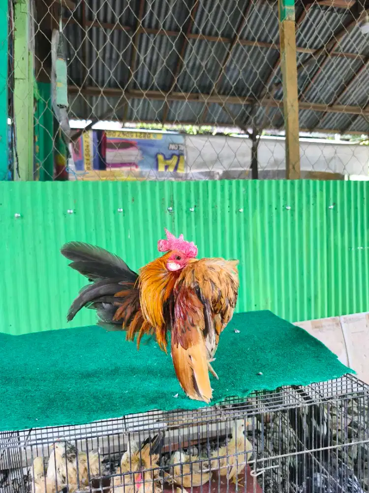 Anakan serama dr yg biasa sampai selam