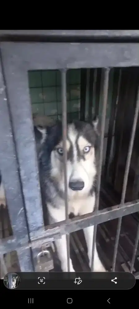 Anjing Husky Betina