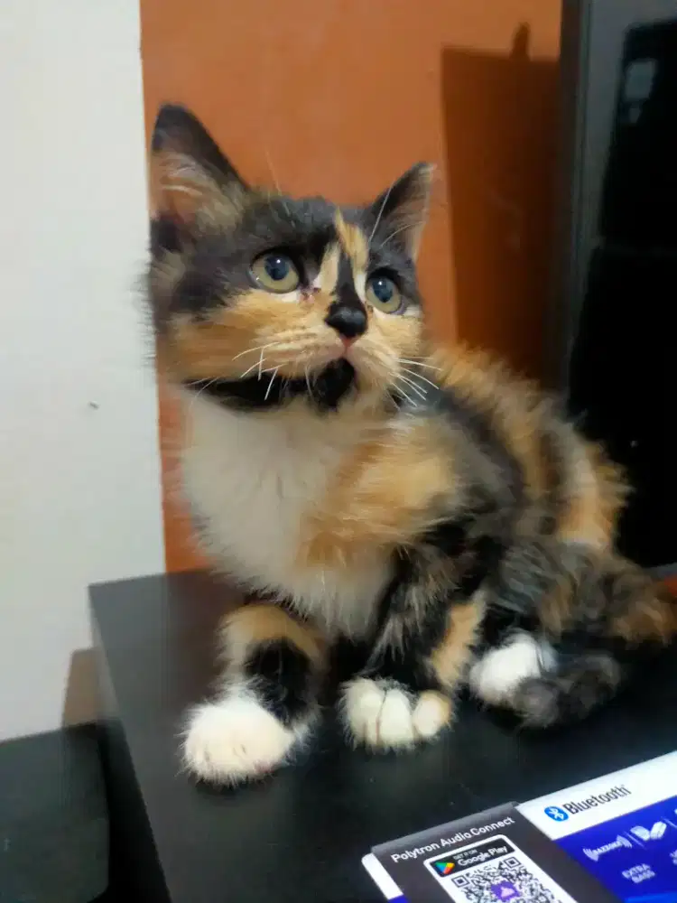 kucing persia medium