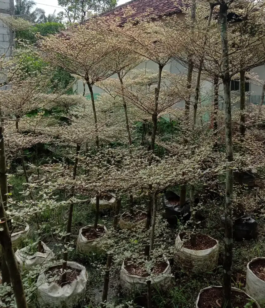 Pohon Ketapang Kencana Varigata 3 meter