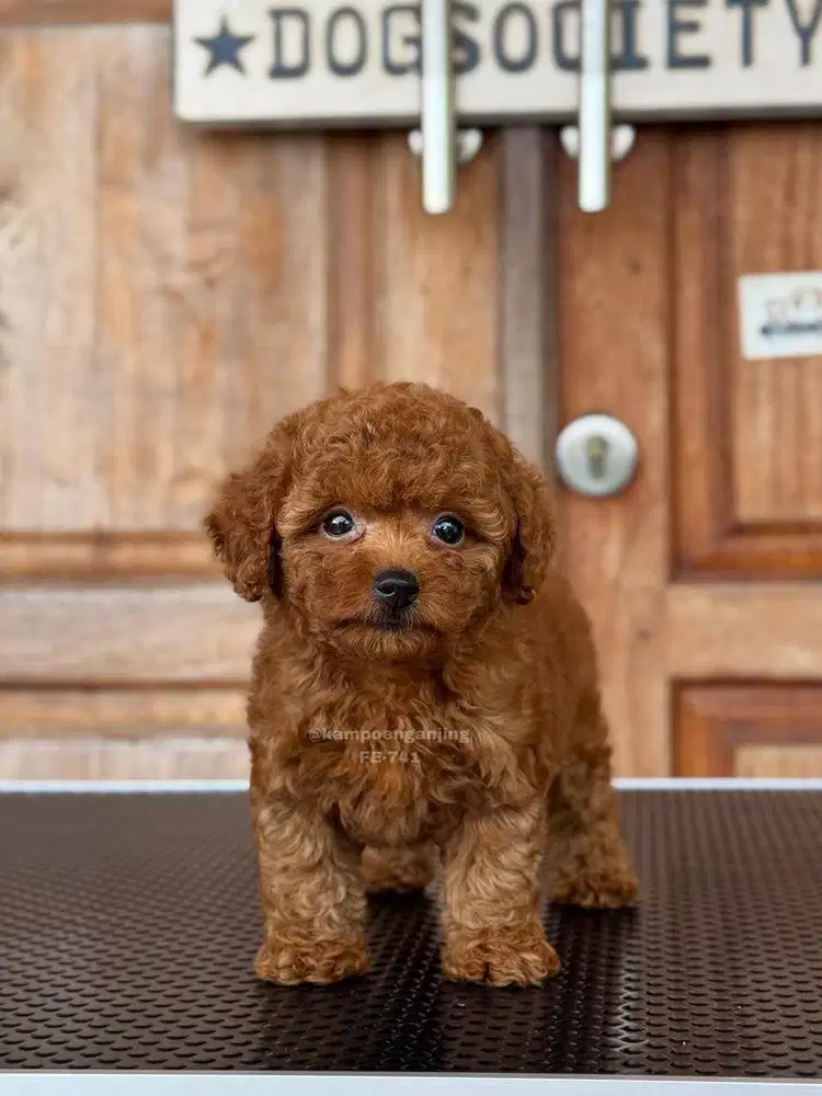 Poodle Betina Imut dan Berbulu Lembut