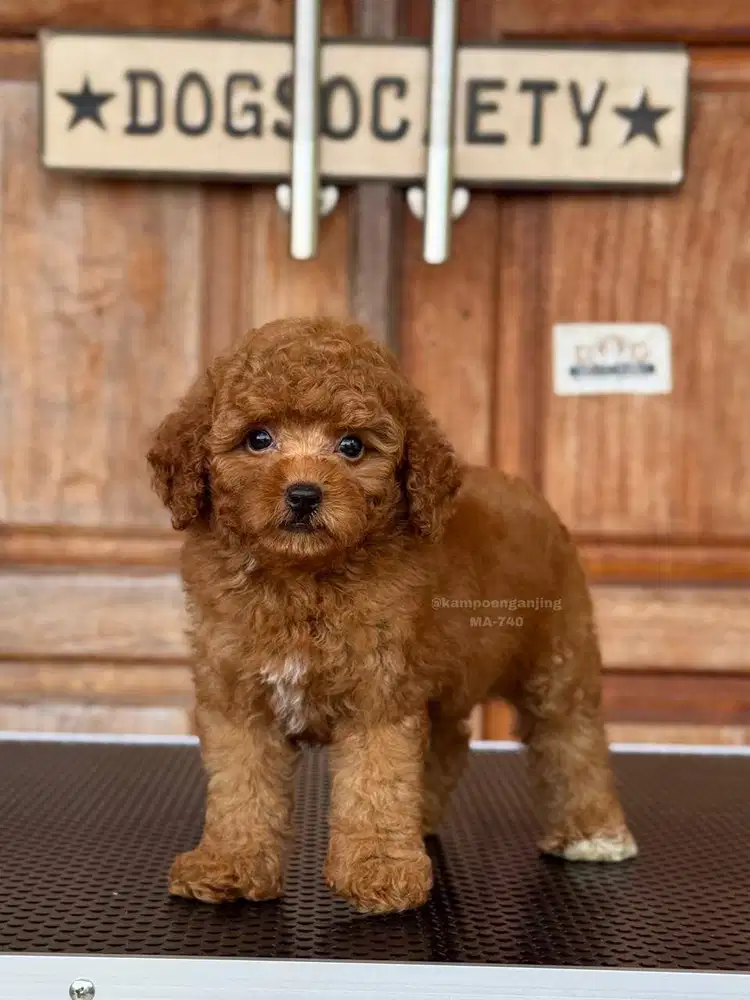 Puppy Poodle Jantan Dengan Wajah Menggemaskan