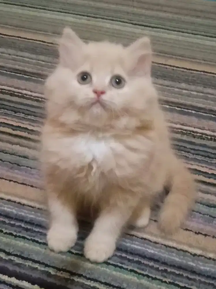 Kucing Persia Medium Cream