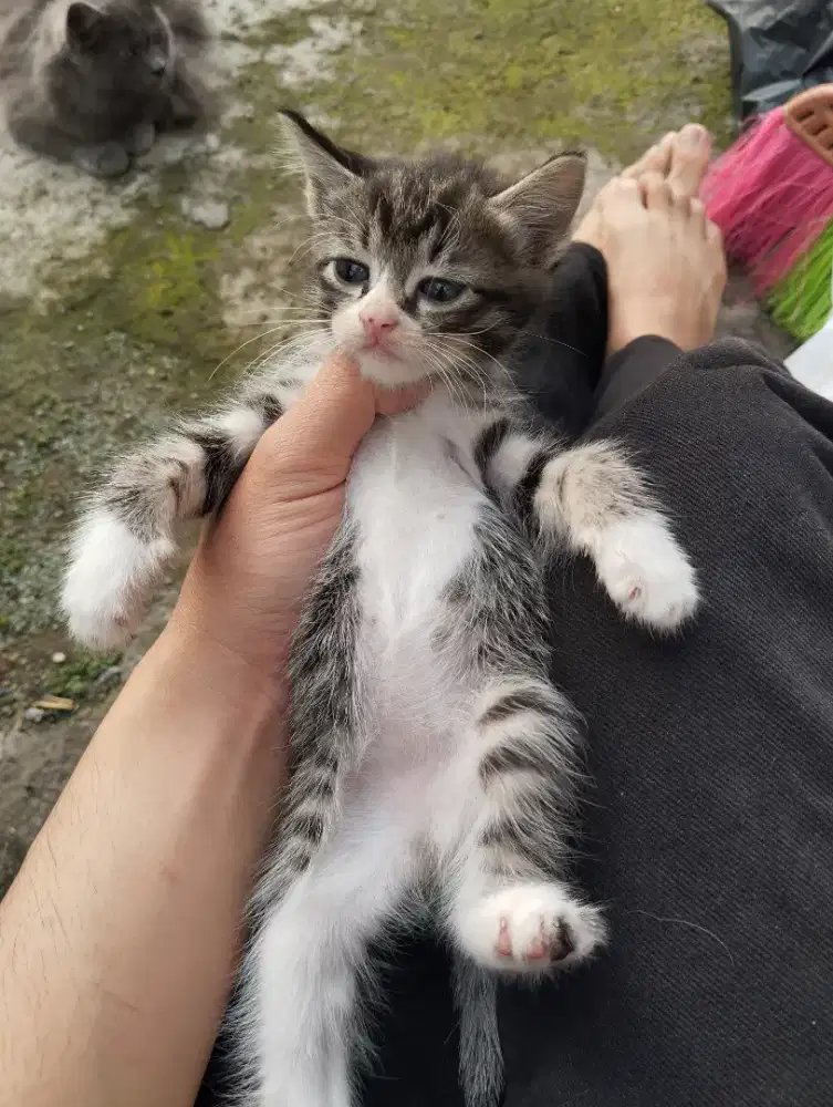 2 Kitten Anakan Persia Mix Dom Gratis Tinggal Ambil