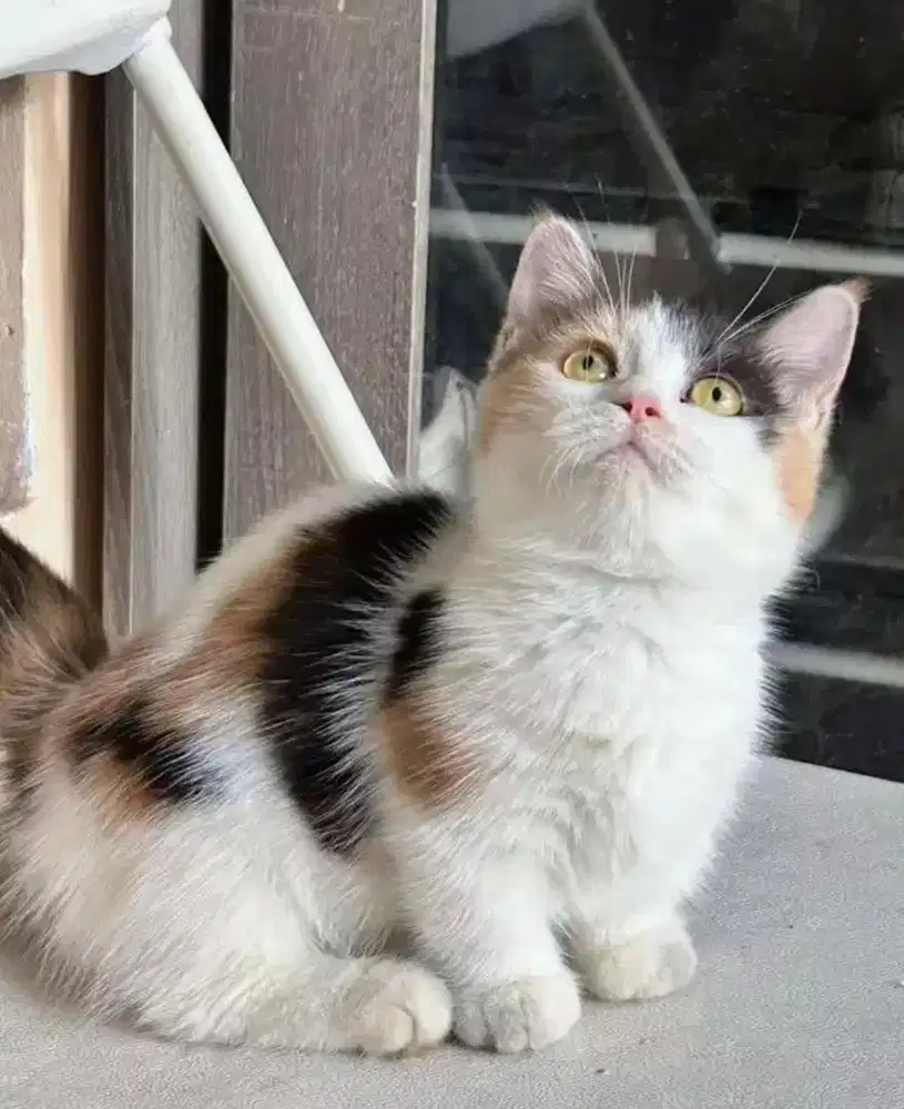 Kucing munchkin bsh british shorthair british short hair munkin