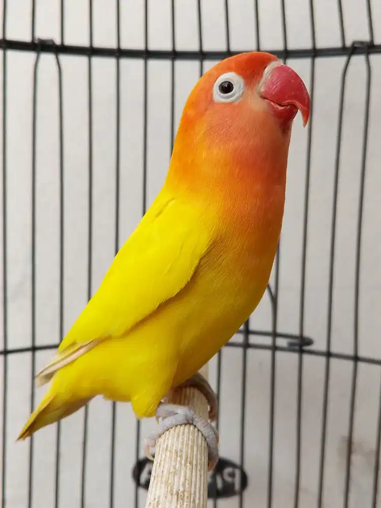 Burung lovebird betina cantik lutino mata hitam ok