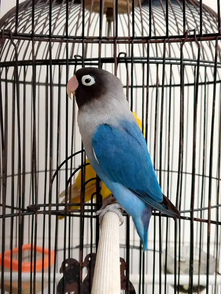 Burung lovebird betina cantik mangsi perso body gede
