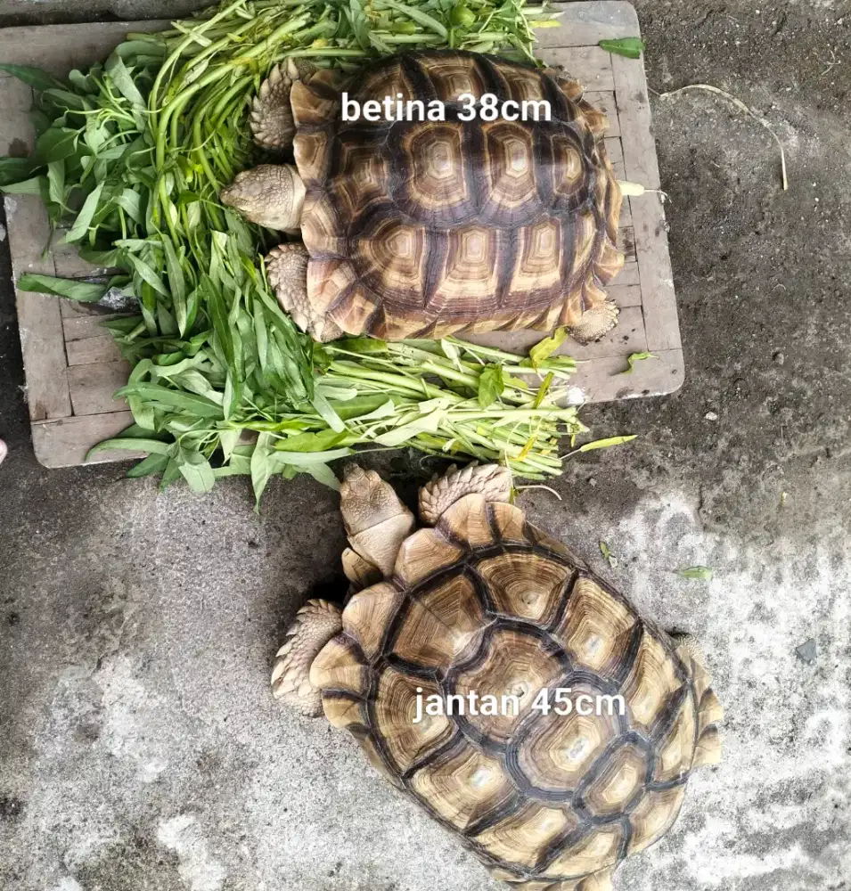 Sulcata sepasang
