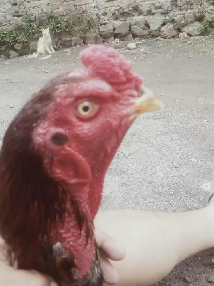 Ayam jenis MANGO