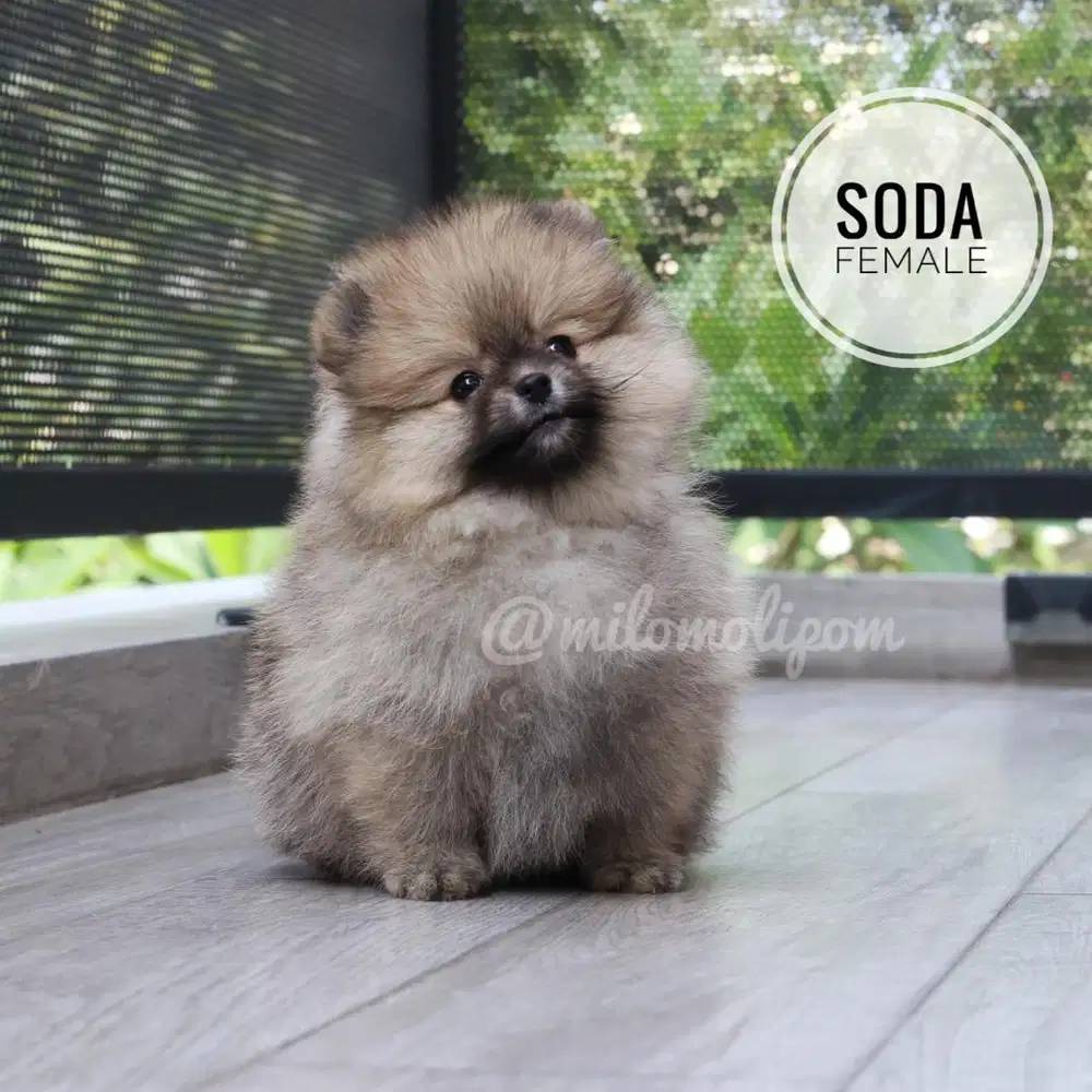 Mini Pomeranian Mini Pom Betina dan Jantan Lucu, Pesek, Bulu Tebal