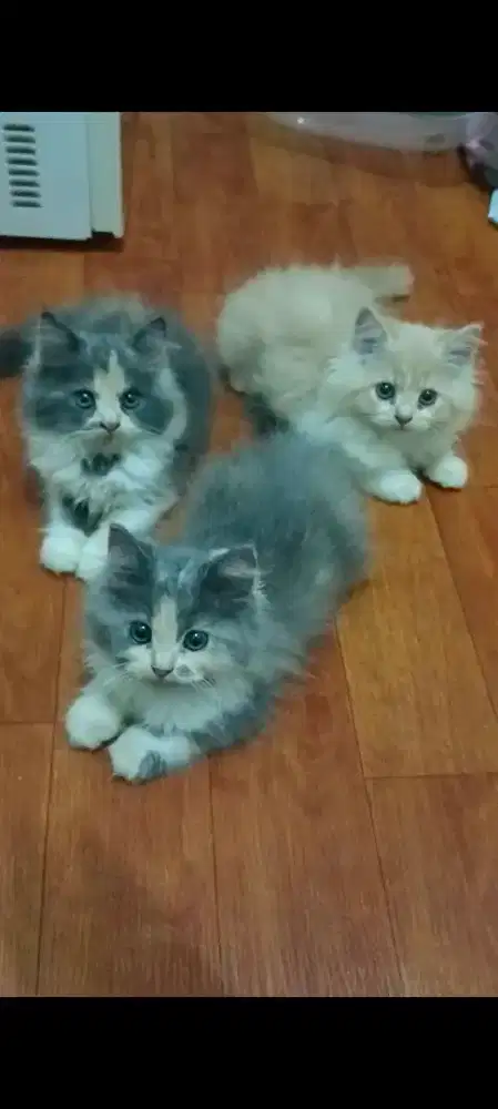 KITTEN PERSIA LONGHAIR