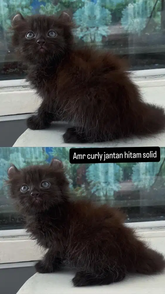 Jantan kitten amr curly hitam solid