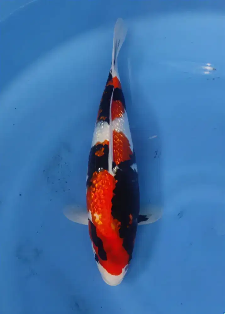 Koi Showa Ginrin Super Quality