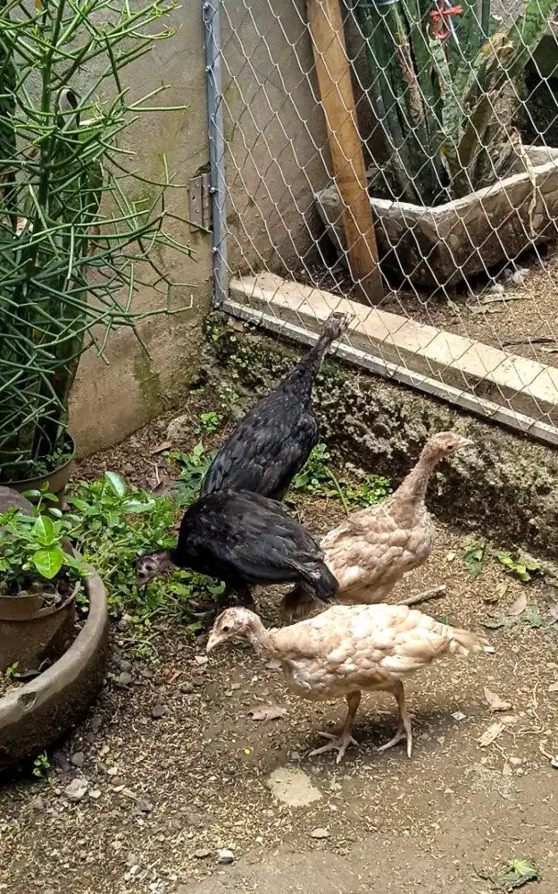 Kalkun black Spanish dan red boubon