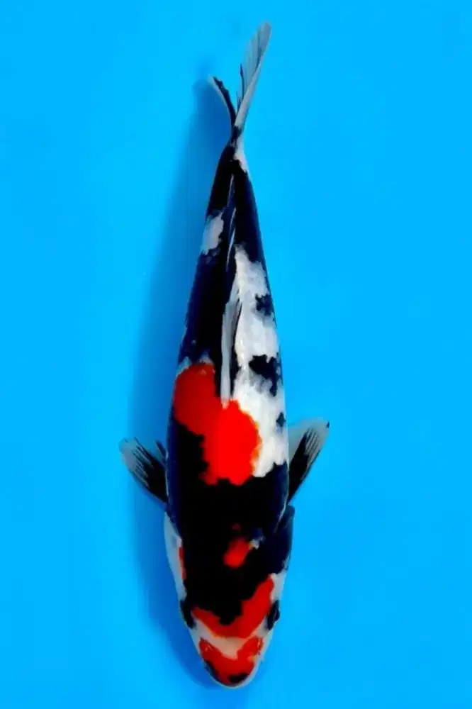 Koi Showa Import Isa