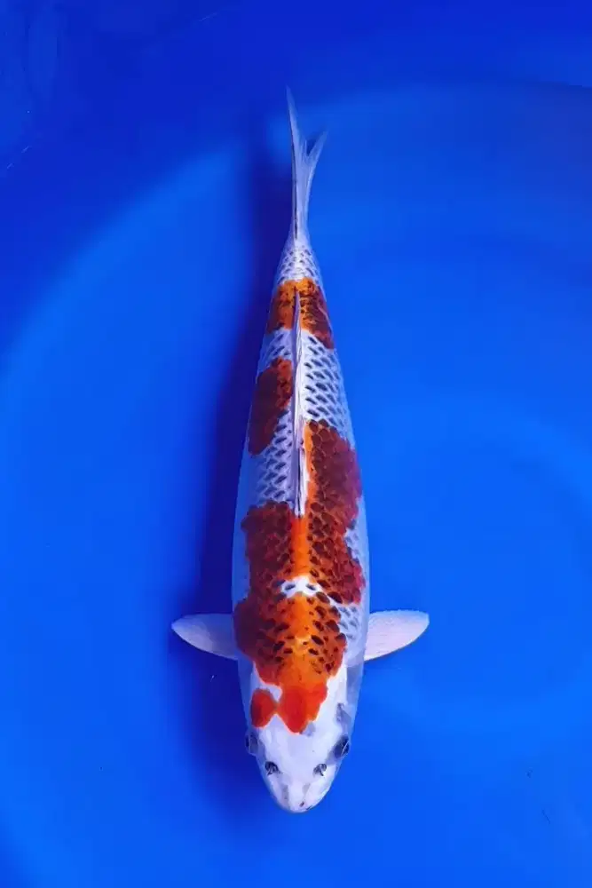 Koi Kujaku Show Quality