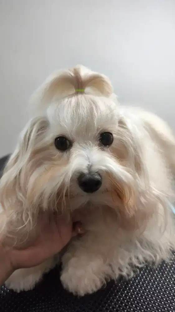 Cari PRT serabutan tinggal dalam