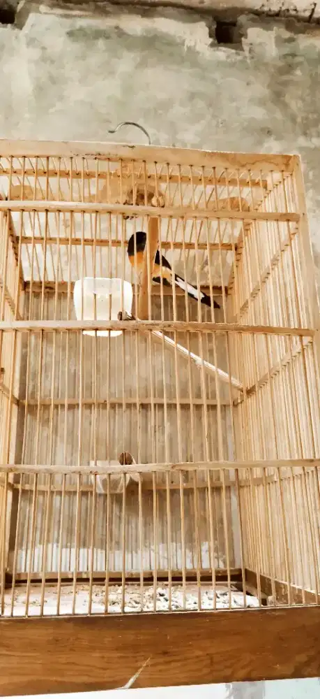 DIJUAL BURUNG MURAI BATU + KANDANG
