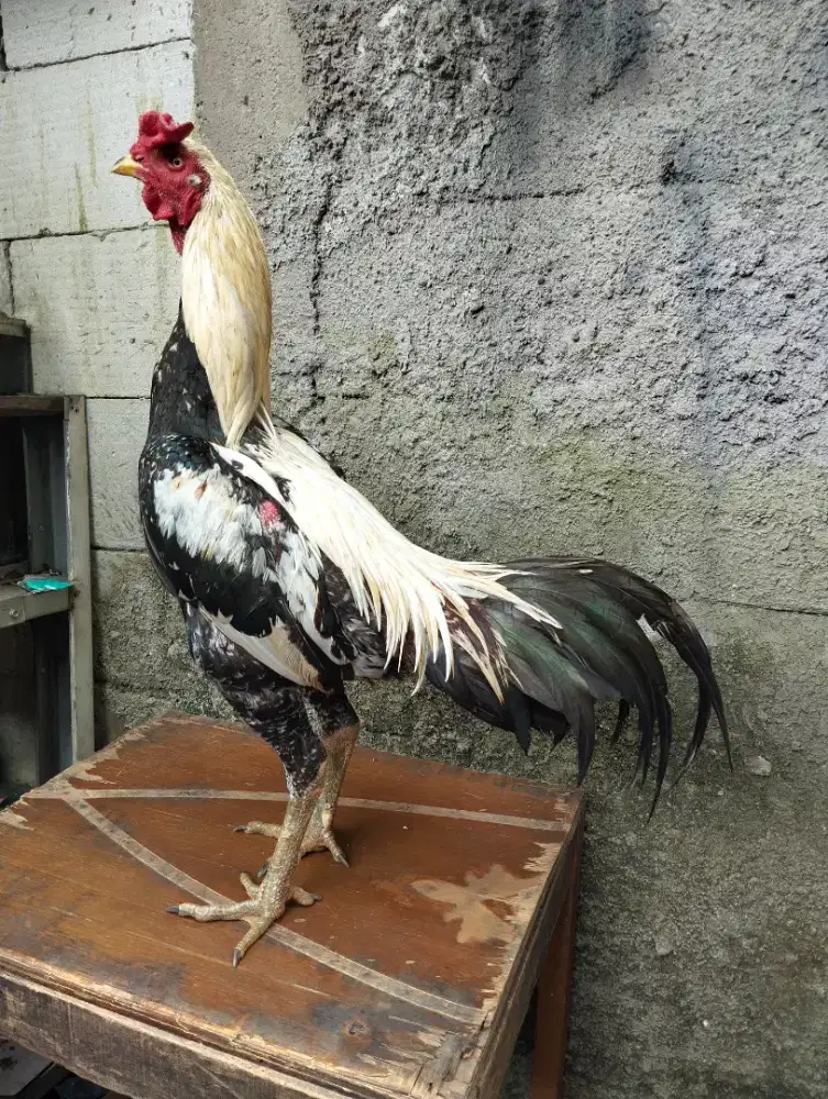 Ayam khoyngon muda