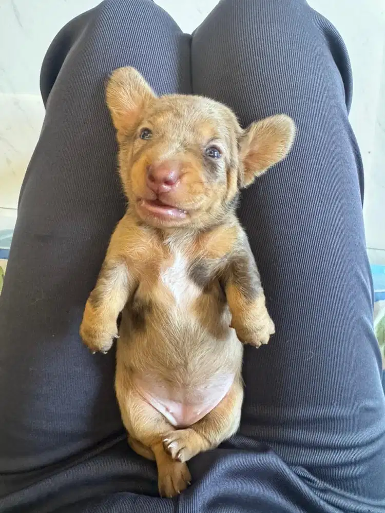 Open adopt Pure Tekel