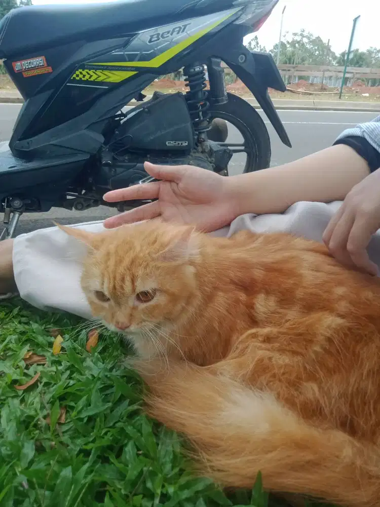 Di JualKucing persia