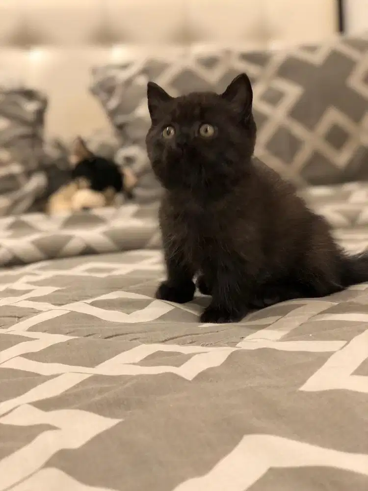 Munchkin bsh ragdoll jantan