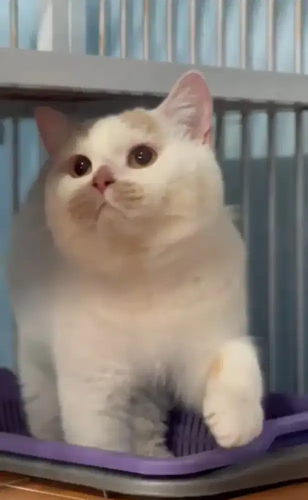 BSH Bico Fawn Jantan Line Impor