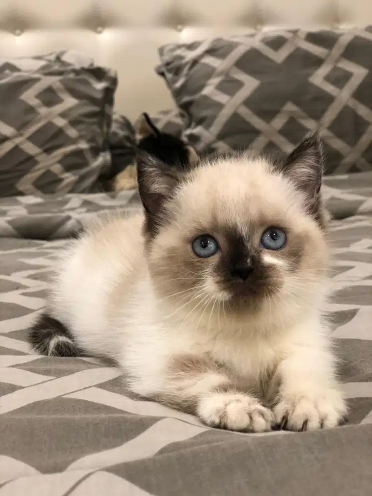 Munchkin BSH ragdoll