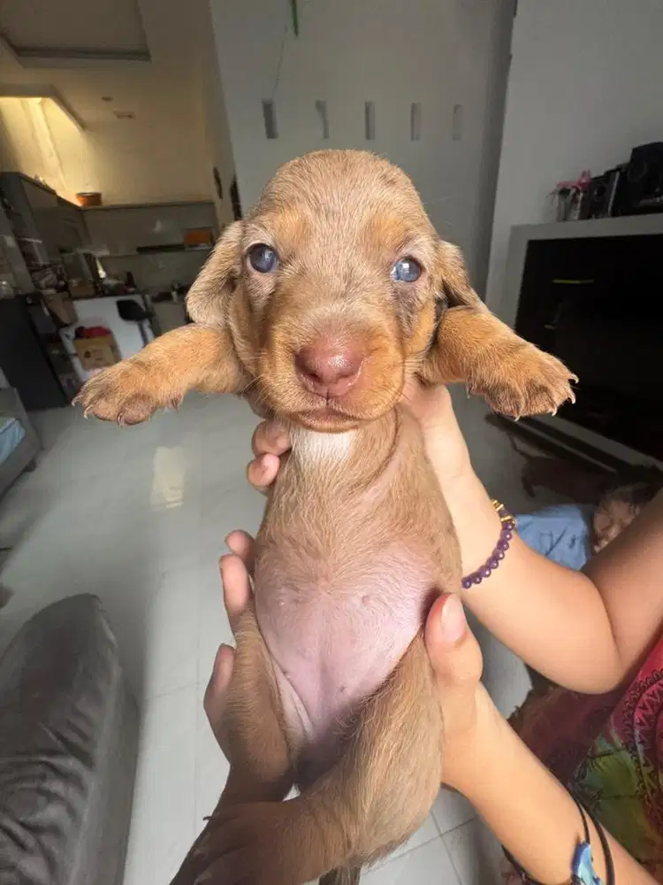 Open adopt Pure tekel