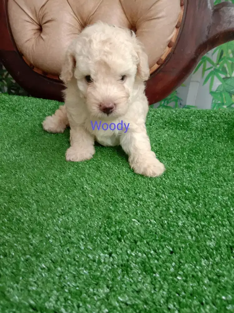 Poodle Apricot Jantan 1