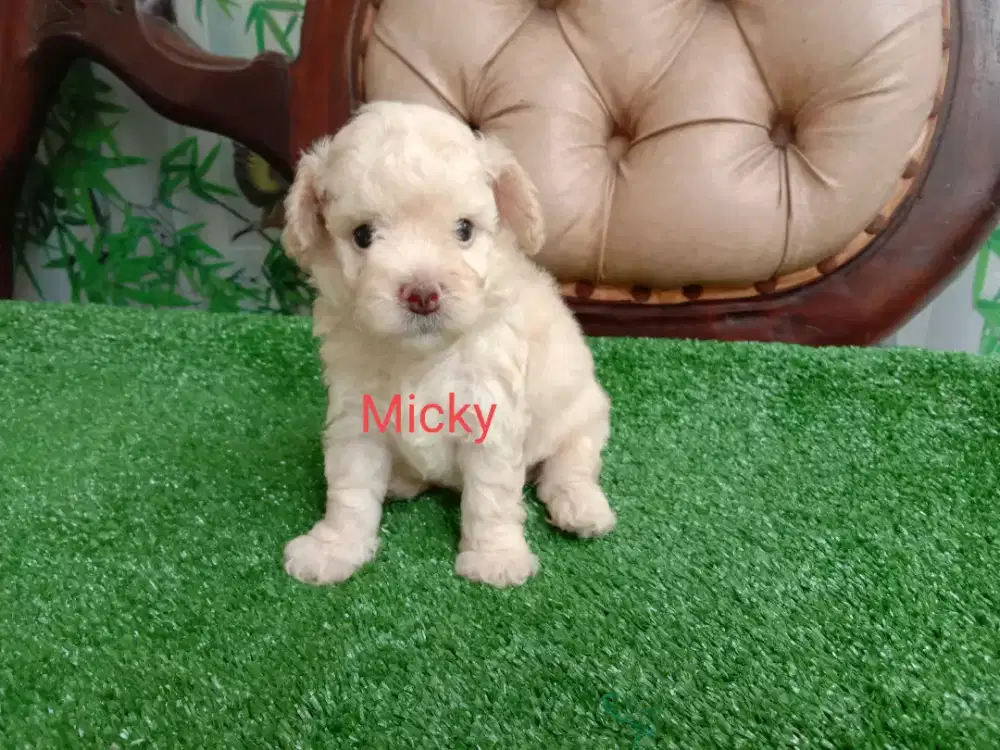 Poodle Apricot Jantan 2