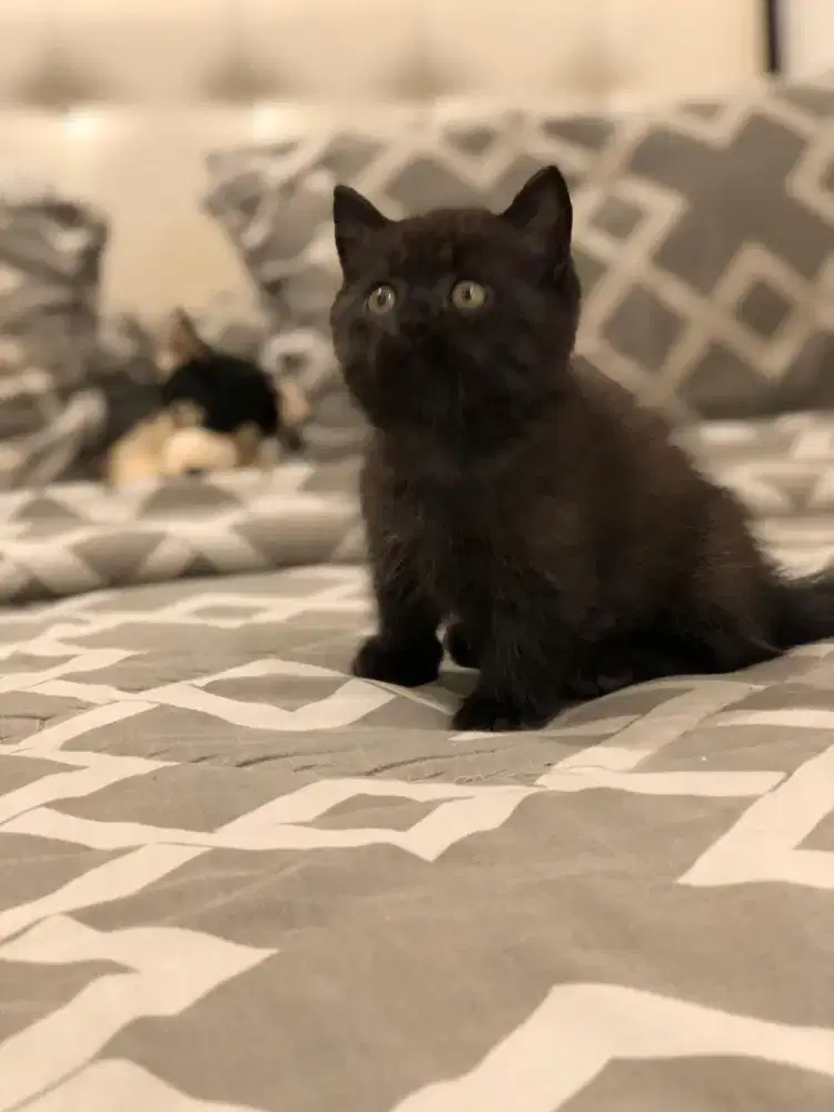 Munchkin BSH Ragdoll Jantan