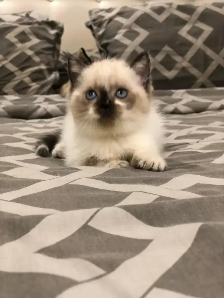 Munchkin BSH Ragdoll Betina