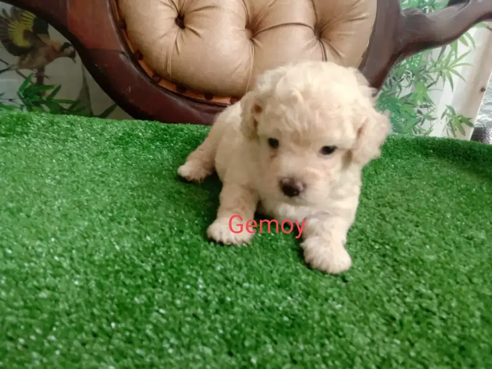 Poodle Apricot Jantan 3