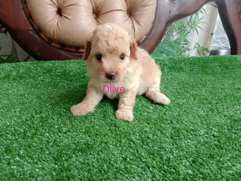Poodle Apricot Betina