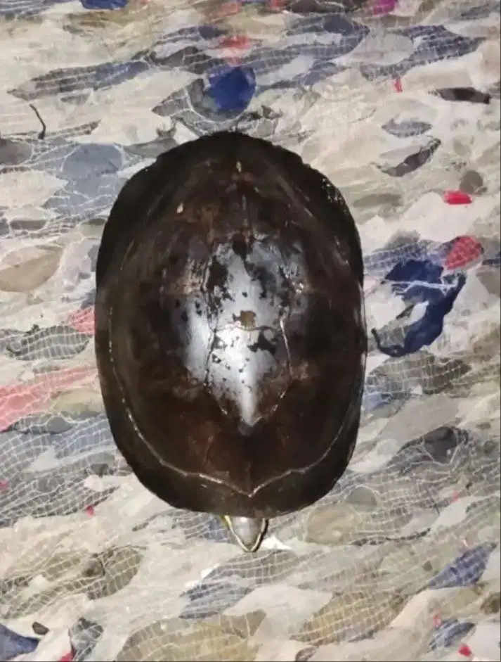 Kura Ambon Dewasa Betina