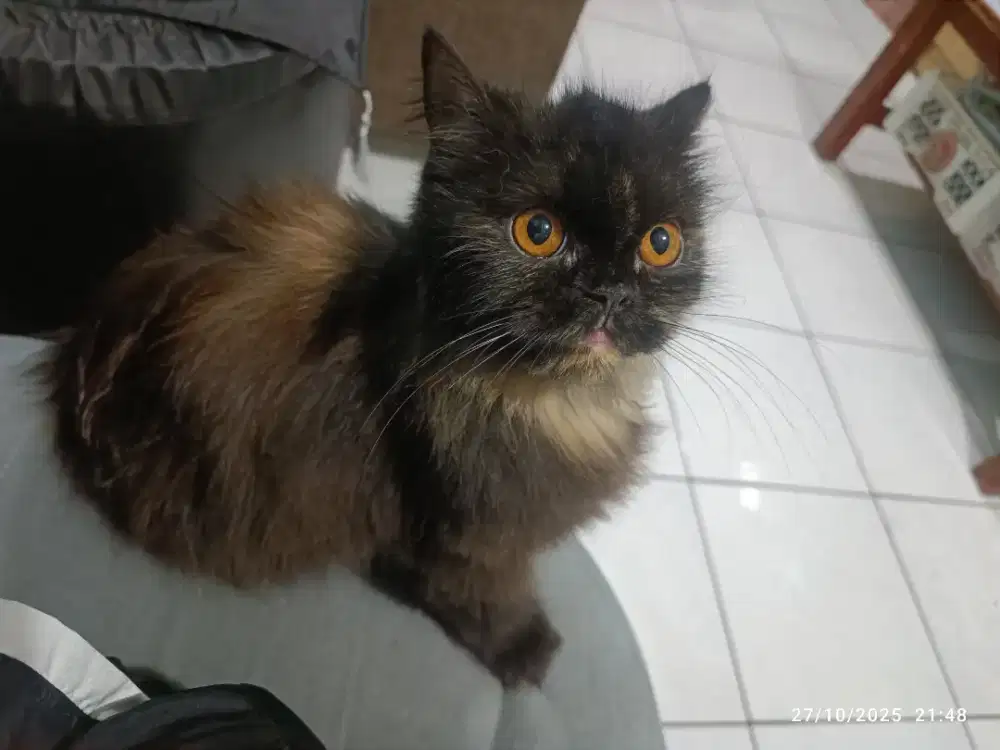 Kucing Persia (Bonus pet cargo)
