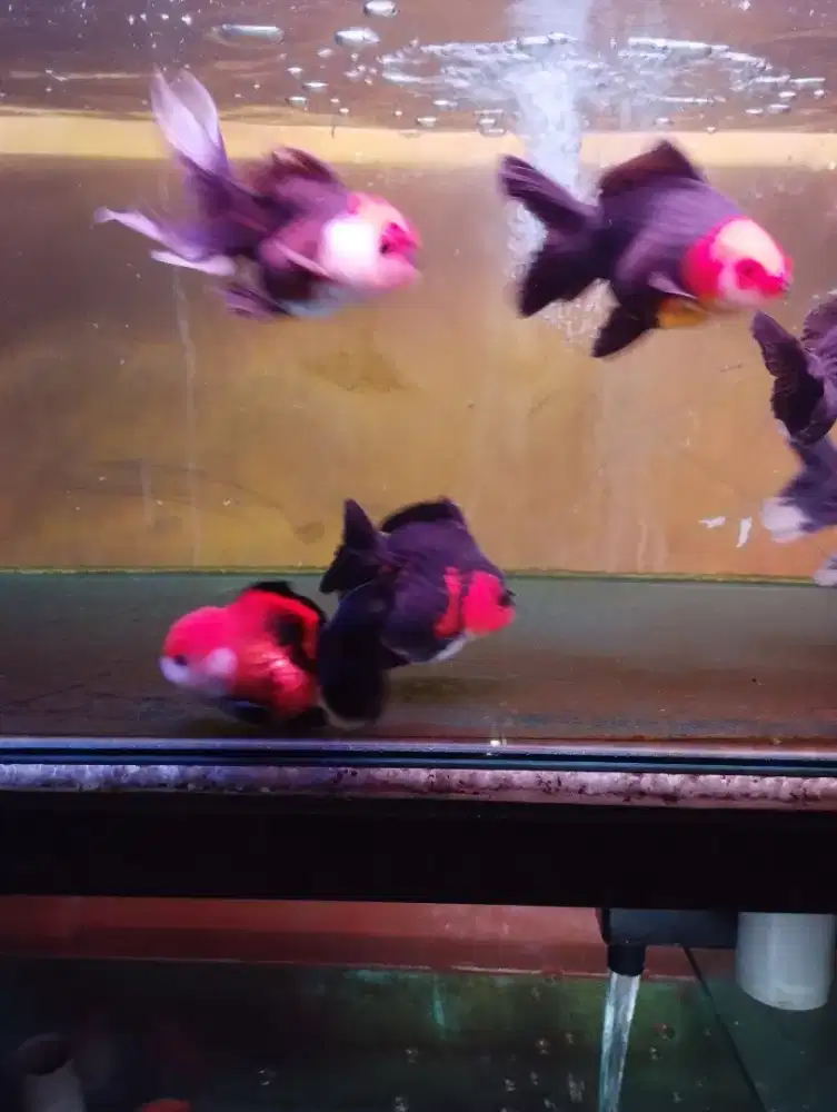 Ikan koki oranda